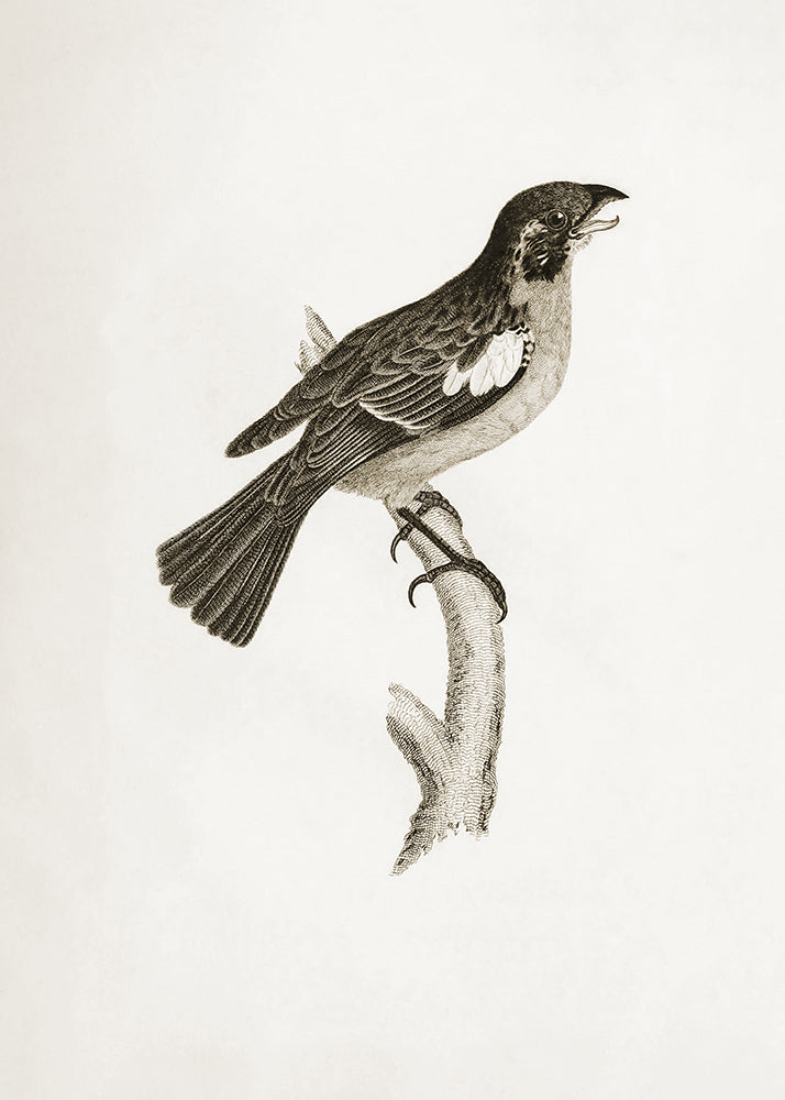 A delicate sepia toned illustration of a bird. Part of a series of 4 prints, use on its own or as a set.
Featuring pale sepia tones of cream and warm black.
A museum-quality fine art print with a lightly textured, matt finish, using giclée printing techniques that won't fade.