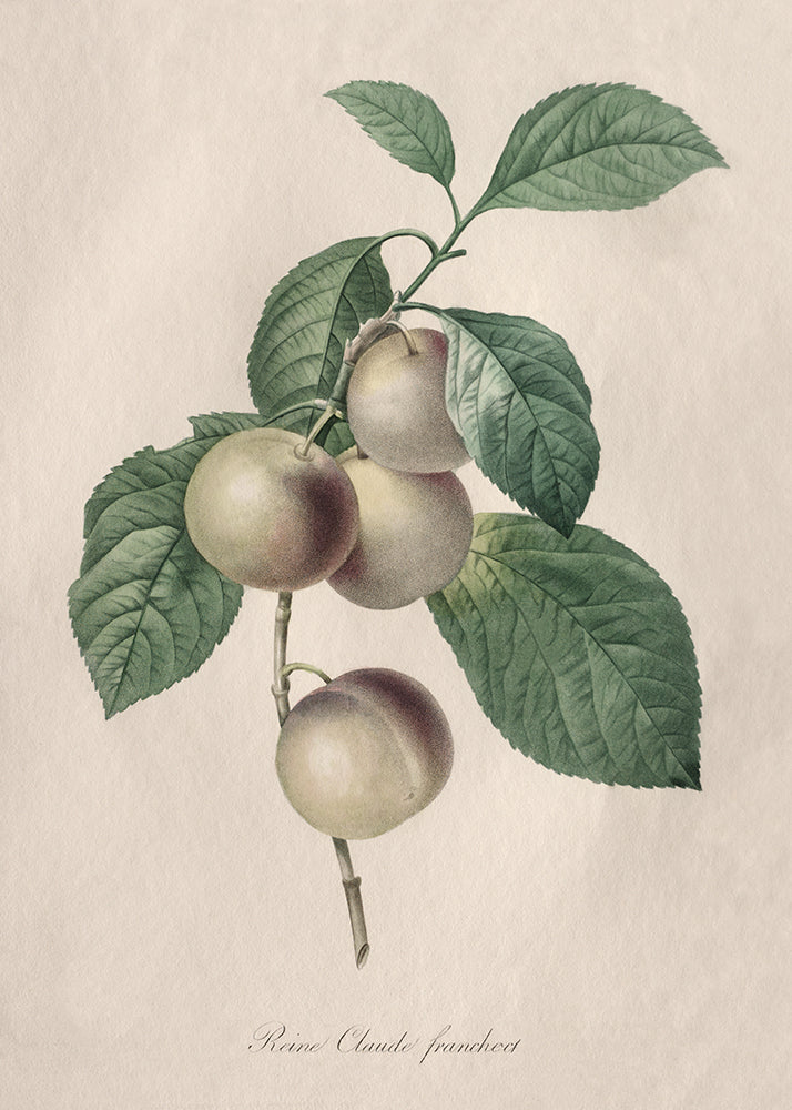 Figs