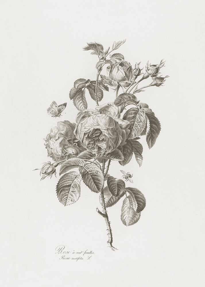 A delicate lithograph of flowers. Part of a series.
Featuring warm black, warm grey and cream.
A museum-quality fine art print with a lightly textured, matt finish, using giclée printing techniques that won't fade.