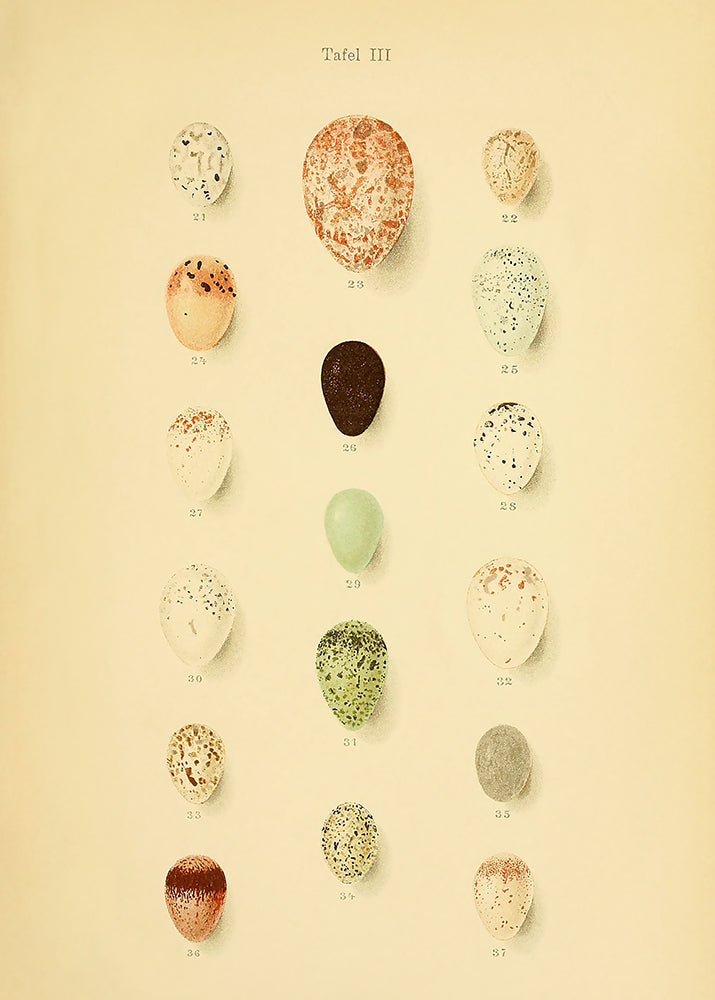 A delightful vintage lithograph of birds eggs. Part of a series of 4 prints.
Featuring a soft caramel background with pale sage, mint, cream, blush, lemon, rust and black accents.
A museum-quality fine art print with a lightly textured, matt finish, using giclée printing techniques that won't fade.