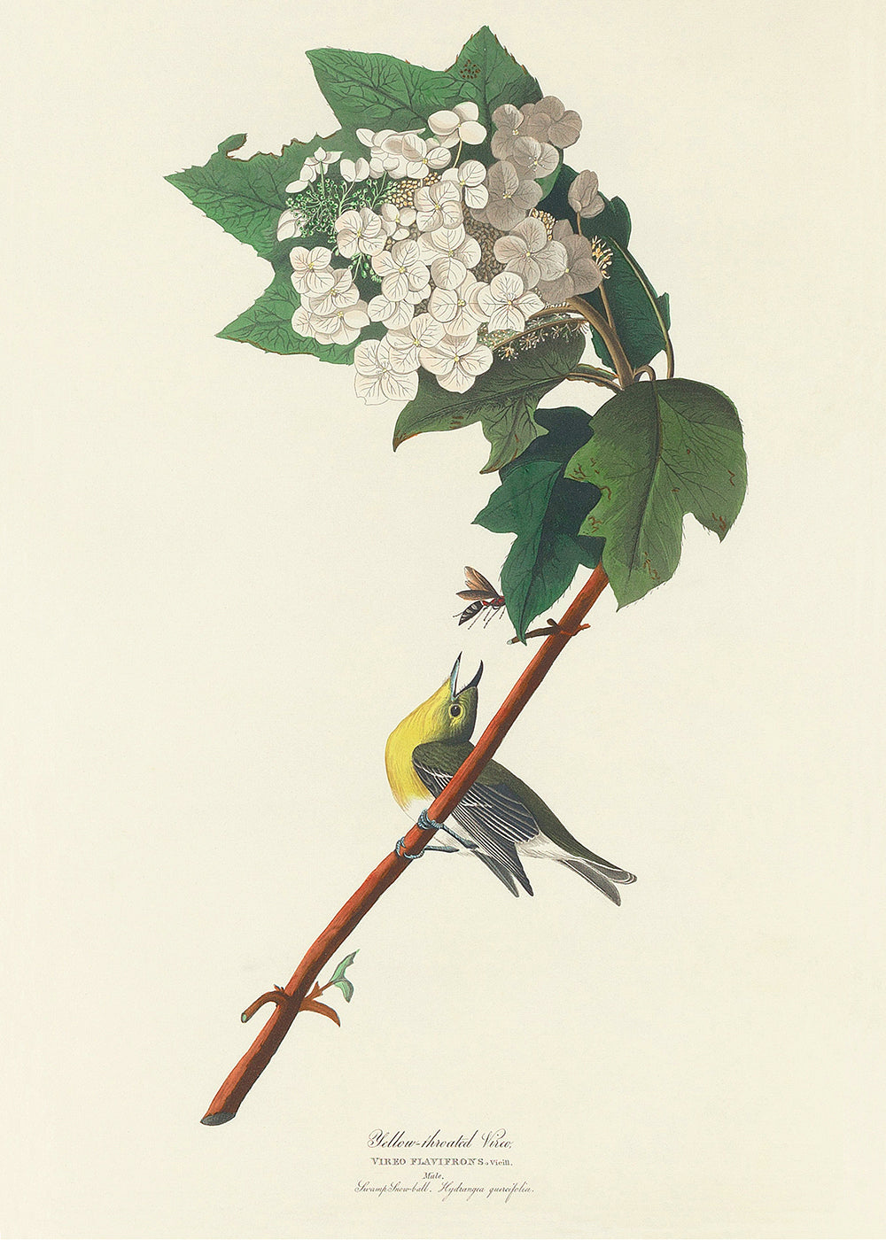 Yellow Throat
