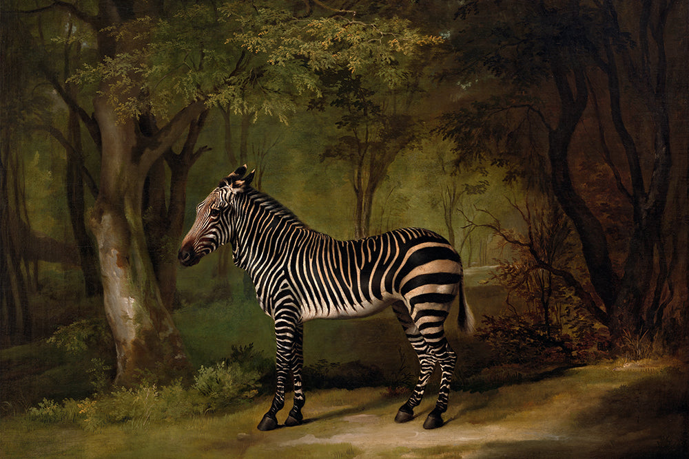 Zebra