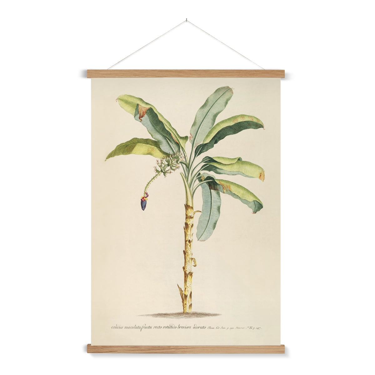 A vintage botanical study of a banana palm with a wooden hanger included.
A premium print + slimline wooden poster hanger with a discrete magnetic fastening to keep your prints perfectly secure. Hand-crafted from beautiful, solid wood, our picture hangers are ideal for displaying prints using a simple, contemporary design. When you want to update your style, simply change the print.
The Classic Palm 1 print features beige, green, tan, black, yellow, purple and red.
+ Free International Shipping.