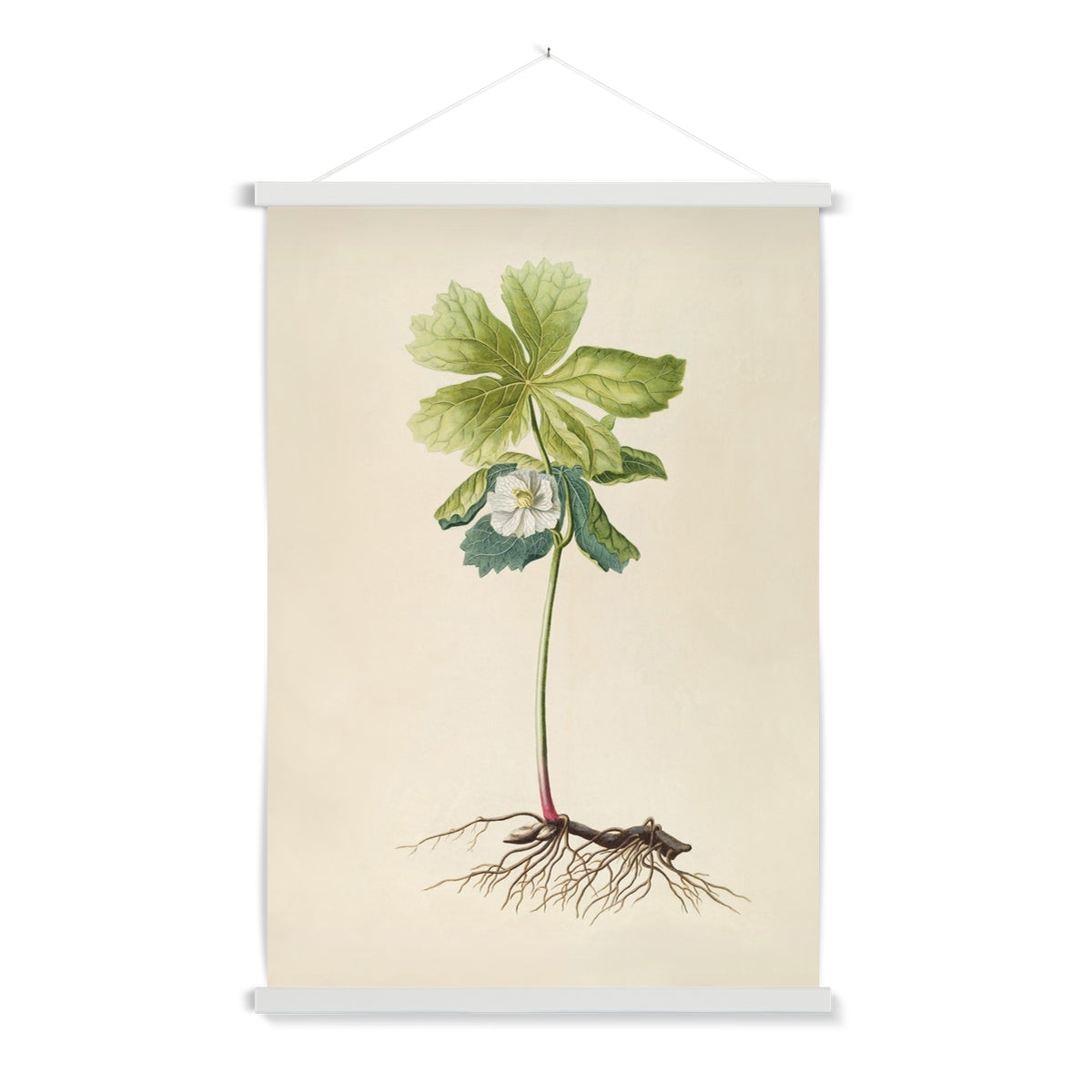 A ready to hang, beautifully detailed vintage illustration of a white flower on a long stalk with roots.
A premium print that comes ready to hang. Our slimline wooden poster hangers come with a discrete magnetic fastening to keep your prints perfectly secure. Hand-crafted from beautiful, solid wood, our picture hangers are ideal for displaying prints using a simple, contemporary design.
The Rooted Bloom print features green, white, brown, tan, pink, black and vintage cream.