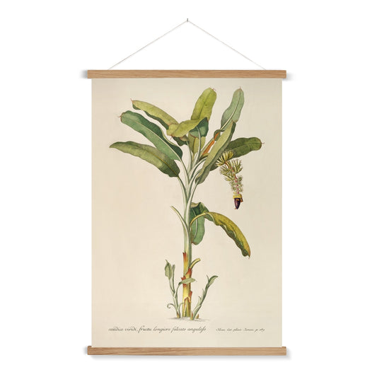 A vintage botanical study of a banana palm with a wooden hanger included.

A premium print + slimline wooden poster hanger with a discrete magnetic fastening to keep your prints perfectly secure. Hand-crafted from beautiful, solid wood, our picture hangers are ideal for displaying prints using a simple, contemporary design. When you want to update your style, simply change the print.
The Classic Palm 2 print features beige, green, tan, black, yellow, purple and red.
+ Free International Shipping.