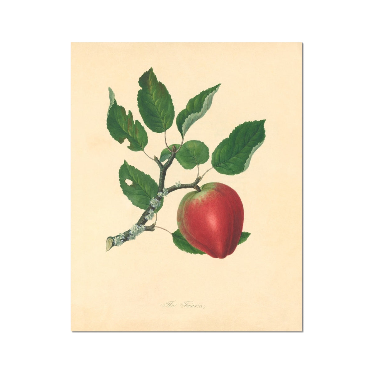 image5