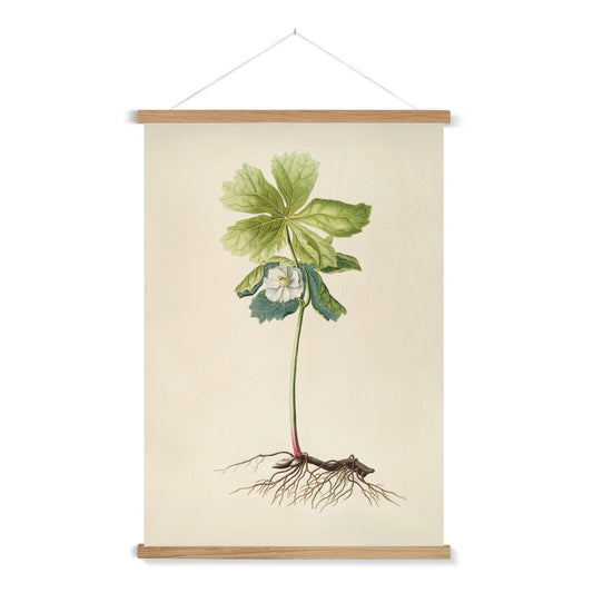A ready to hang,&nbsp;beautifully detailed vintage illustration of a white flower on a long stalk with roots.

A premium print that comes ready to hang. Our slimline wooden poster hangers come with a discrete magnetic fastening to keep your prints perfectly secure. Hand-crafted from beautiful, solid wood, our picture hangers are ideal for displaying prints using a simple, contemporary design.
The Rooted Bloom print features green, white, brown, tan, pink, black and vintage cream.