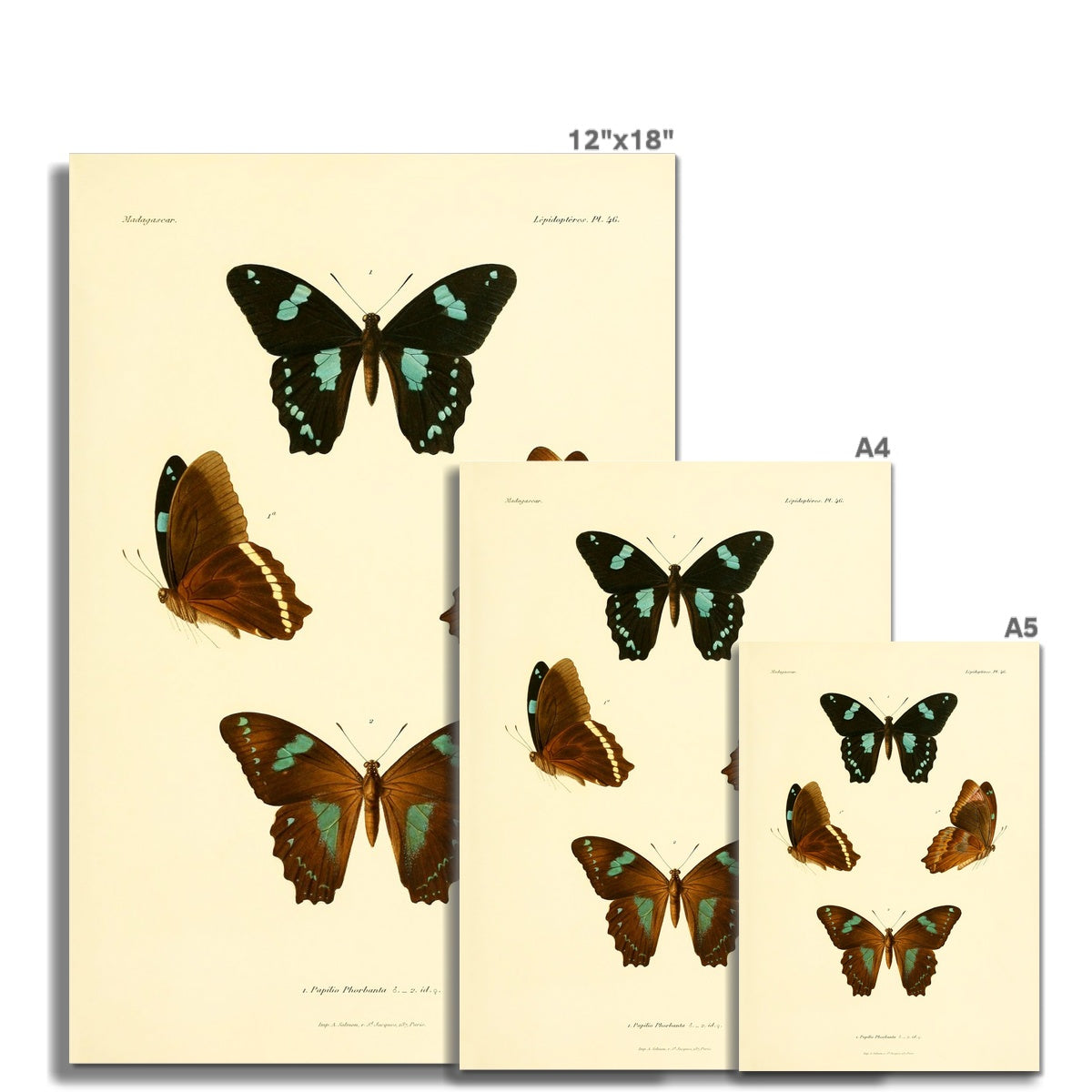 Butterfly Study