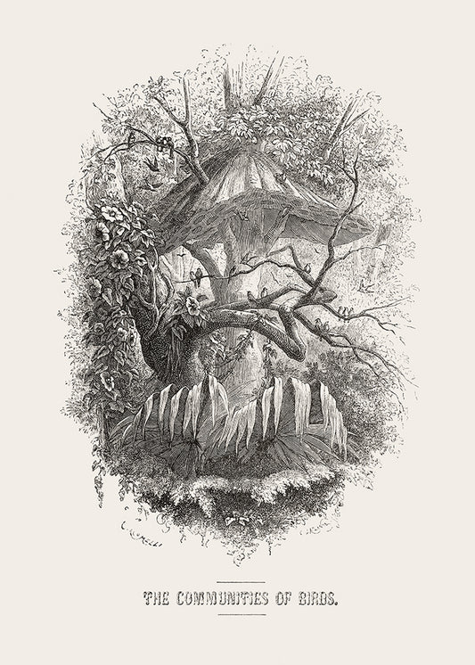 Community of Birds
