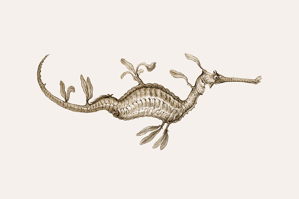 A charming sepia toned lithograph of a delicate sea horse.