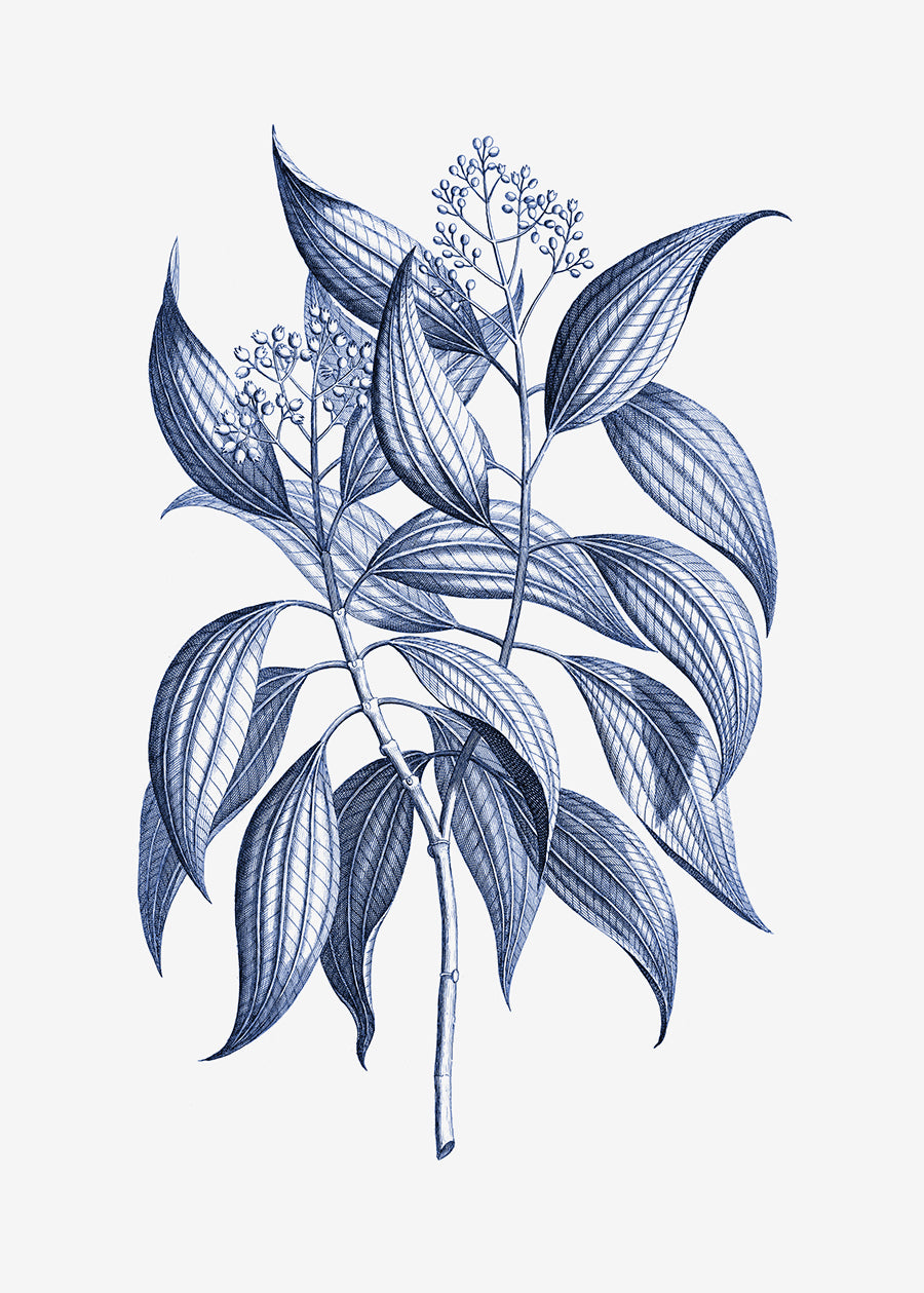 A classical blue toned lithograph of detailed leaves on a branch. Part of a series.