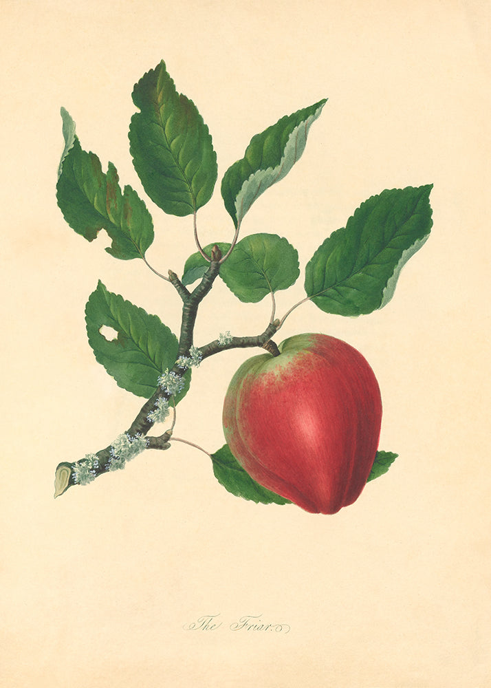 A beautiful vintage illustration of an apple on a branch.

Featuring vintage cream, green, red, black and grey.
A museum-quality fine art print with a textured, matt finish, using giclée printing techniques that won't fade.