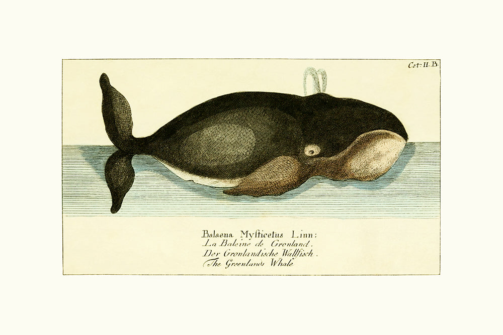 A vintage whimsical vintage Greenland Whale, featuring blues, greys, black, cream and blush.

A museum-quality fine art print with a lightly textured, matt finish, using giclée printing techniques that won't fade.
