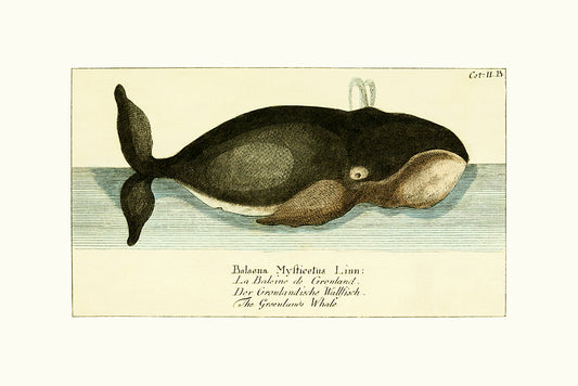 A vintage whimsical vintage Greenland Whale, featuring blues, greys, black, cream and blush.

A museum-quality fine art print with a lightly textured, matt finish, using giclée printing techniques that won't fade.