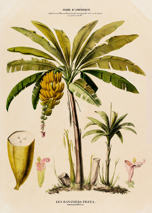 A vintage lithograph of a Banana Palm. Part of a pair.