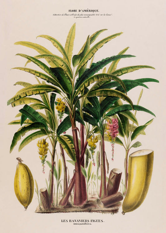 A vintage lithograph of a Banana Palm. Part of a pair.

Featuring green, lime, yellow, pink, brown, black, rust tones and vintage cream
A museum-quality fine art print with a lightly textured, matt finish, using giclée printing techniques that won't fade.