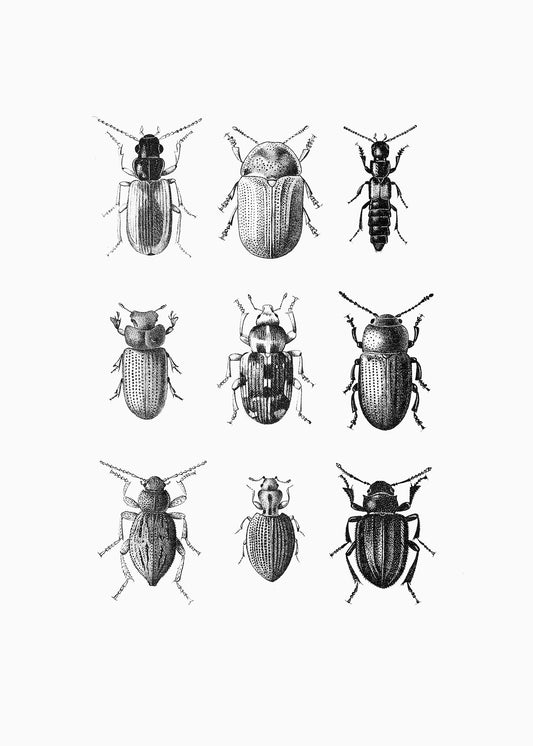 Beetles