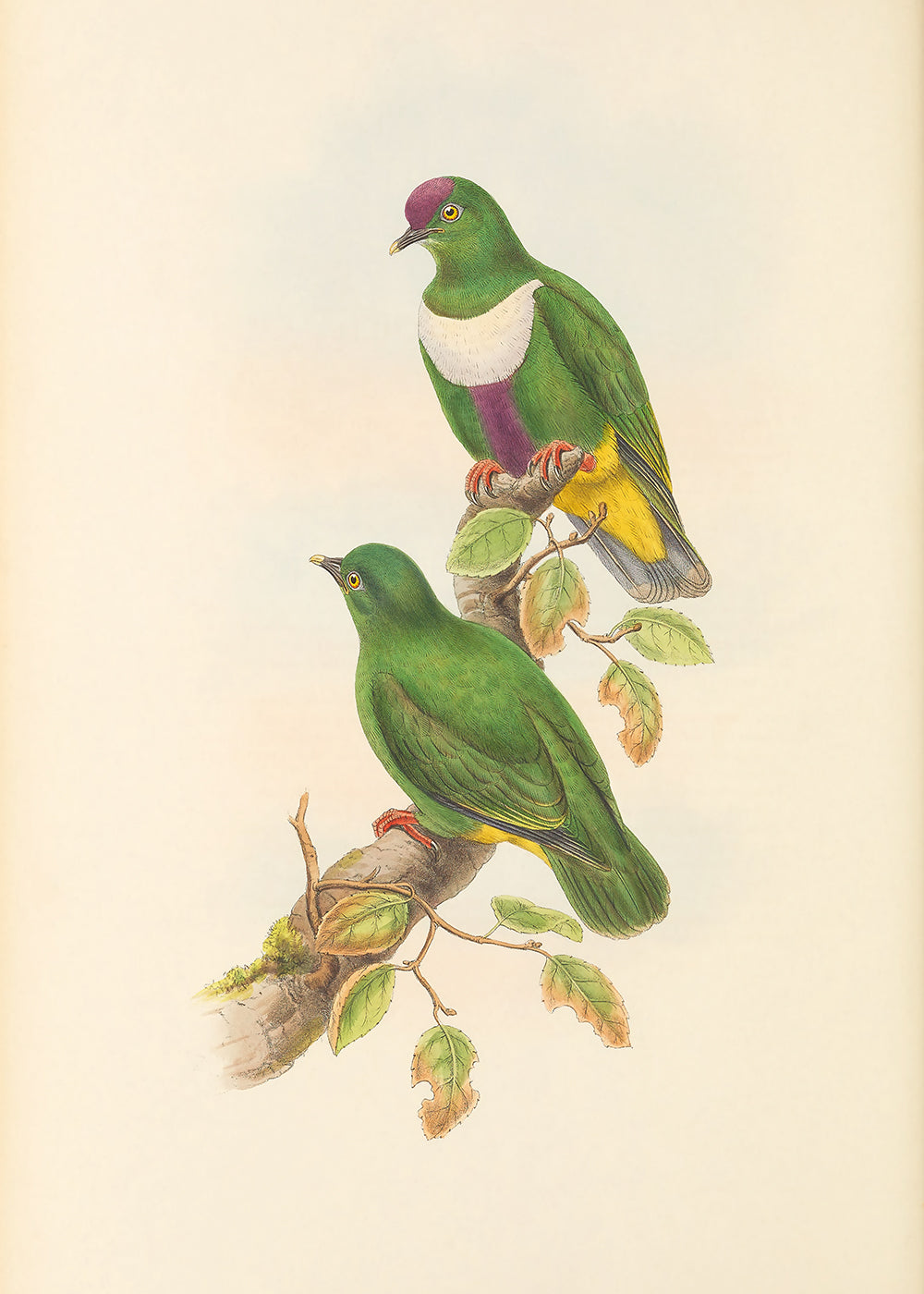 A beautiful vintage lithograph of 2 green birds sitting upon a branch. Part 1 of a 6 print series.