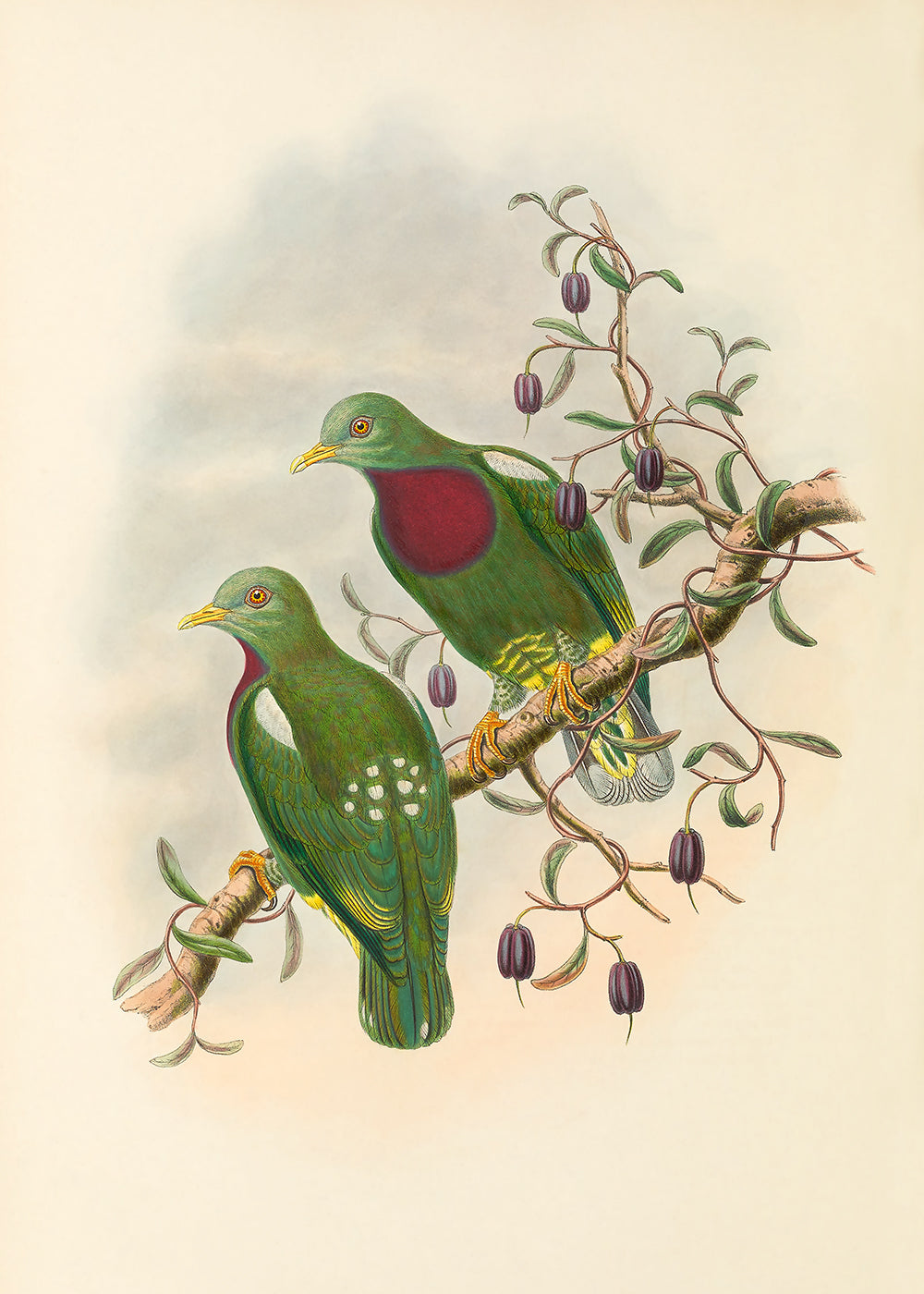 A beautiful vintage lithograph of 2 green birds sitting upon a branch. Part 2 of a 6 print series.