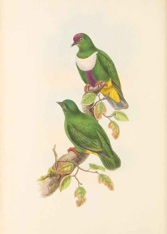 Green Bird 1