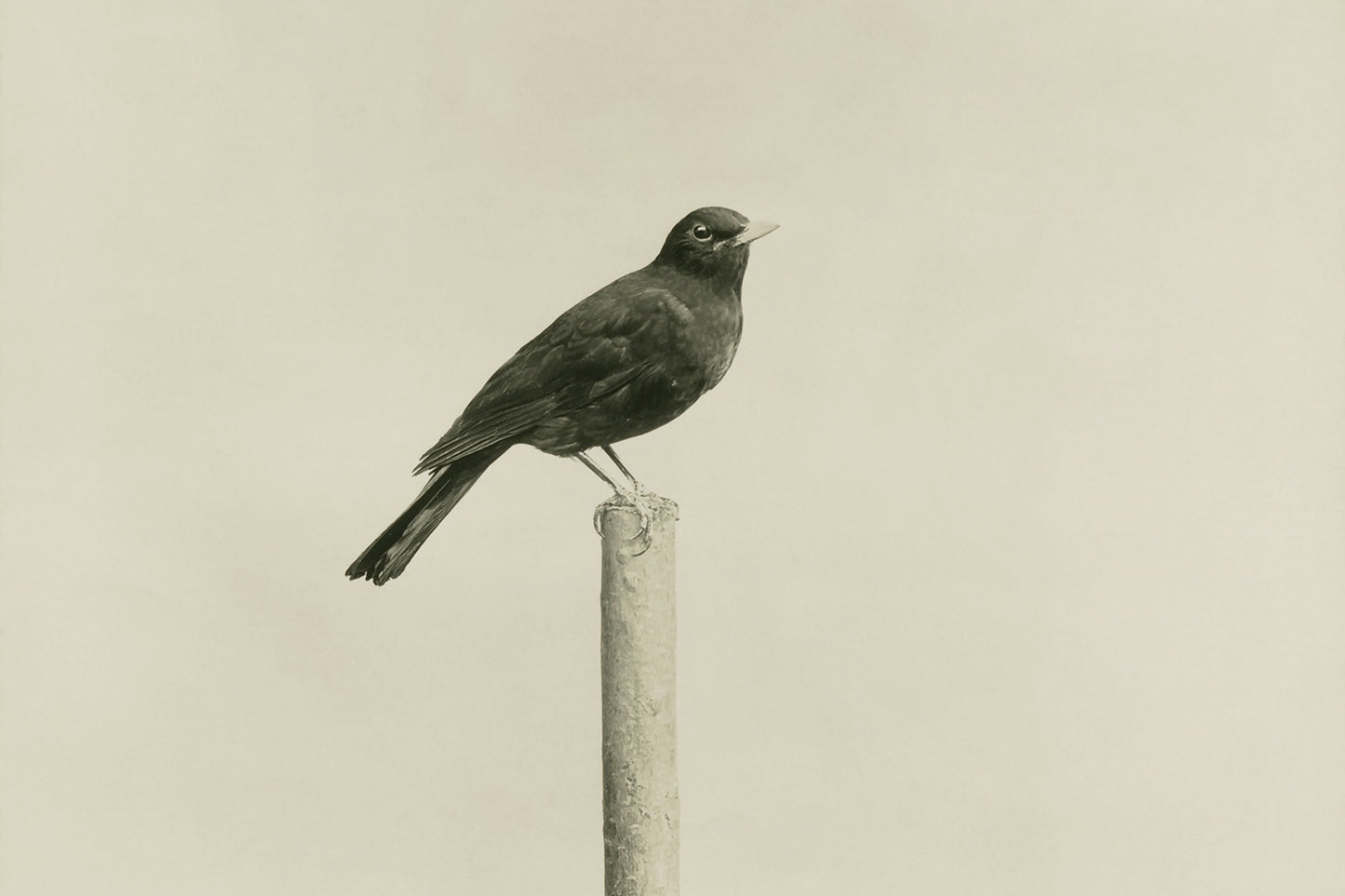 A painting of a small black bird on a stand.