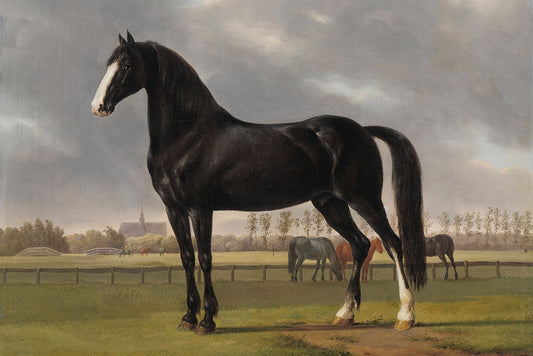Black Beauty