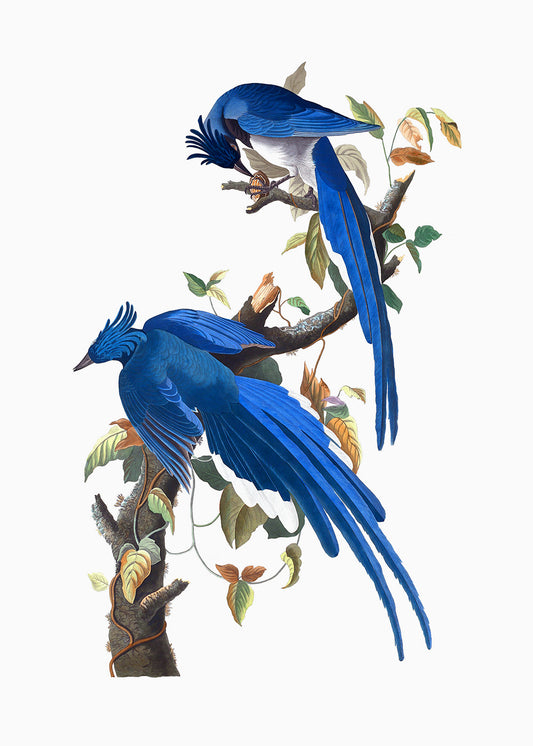 Blue Birds 2