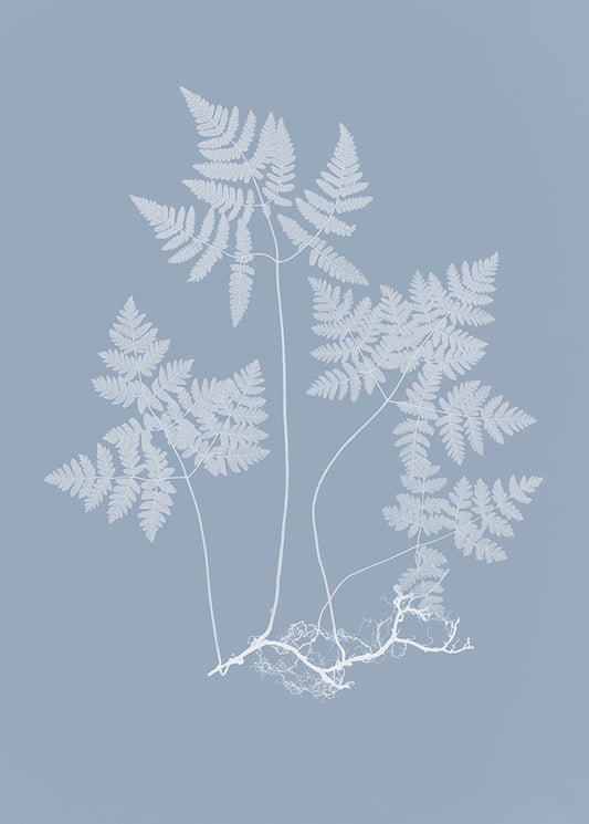 Fern in Blue 1