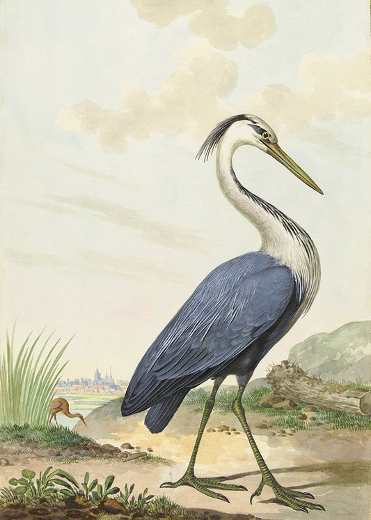 A painting of a Blue Ibis walking in nature.

Featuring shades of blue, steel blue &amp; pale blue, green, grey, white, yellow, cream, tan, blush, rust, beige, black and brown.
A museum-quality fine art print with a lightly textured, matt finish, using giclée printing techniques that won't fade.