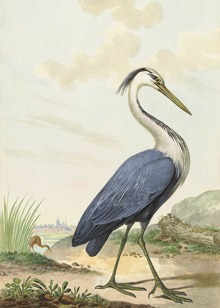 A painting of a Blue Ibis walking in nature.