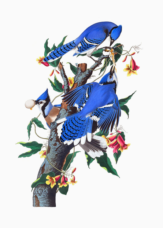 A colourful lithograph of Blue Jays on a branch. Part of a pair.

Featuring bright blue, green, pink, yellow, grey, brown, black and white.
A museum-quality fine art print with a lightly textured, matt finish, using giclée printing techniques that won't fade.