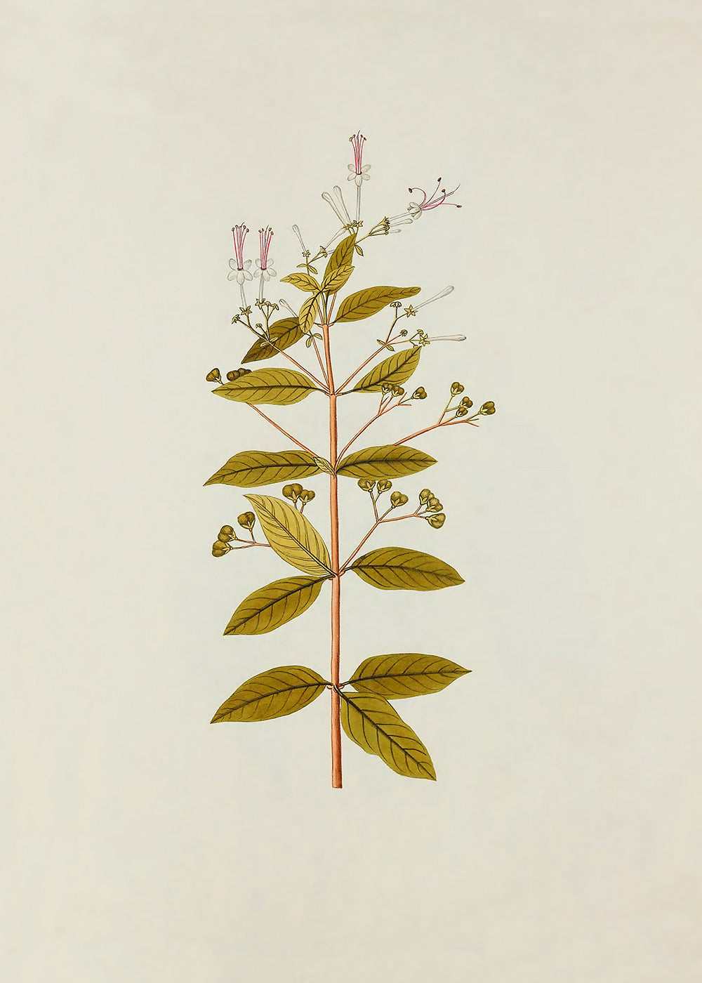 A vintage botanical study of a pink and white flowering branch.