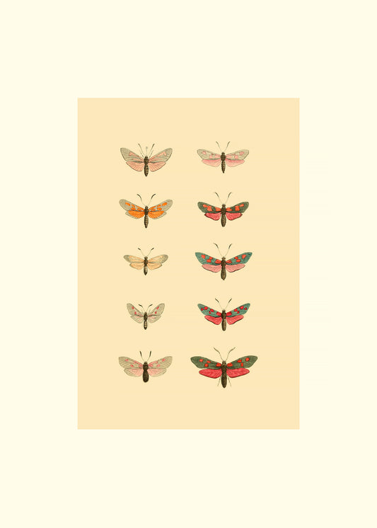 Bright Butterflies 1 Fine Art Print