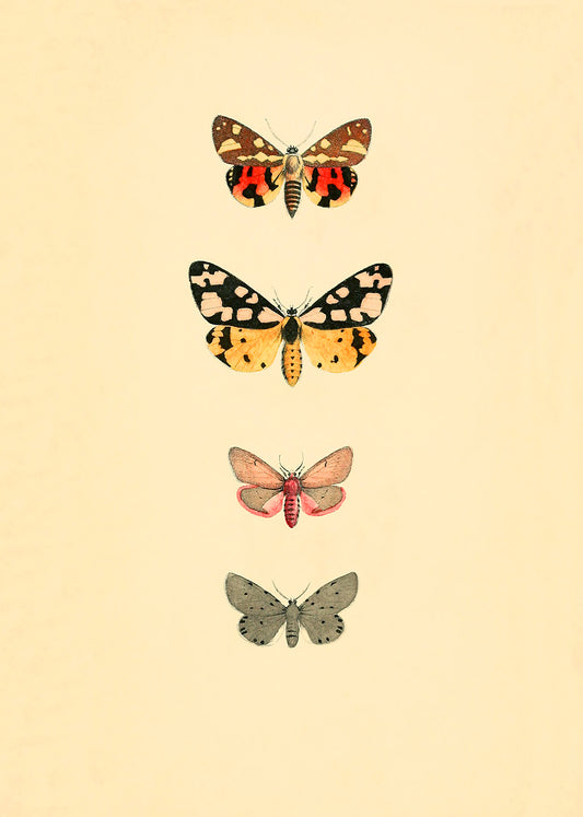 Vintage butterflies, part of a pair.  Featuring red, brown, black, yellow, grey, pink, rust, blush and vintage cream.