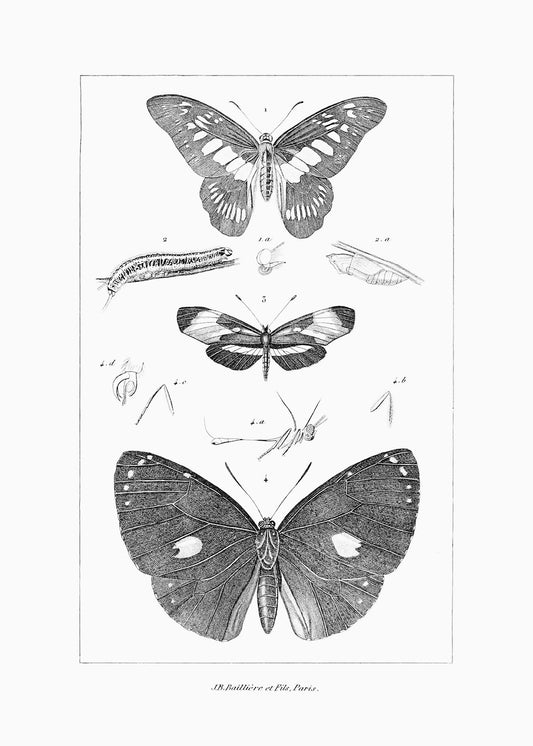 A delicate, black and white vintage butterfly study. Part of a pair.