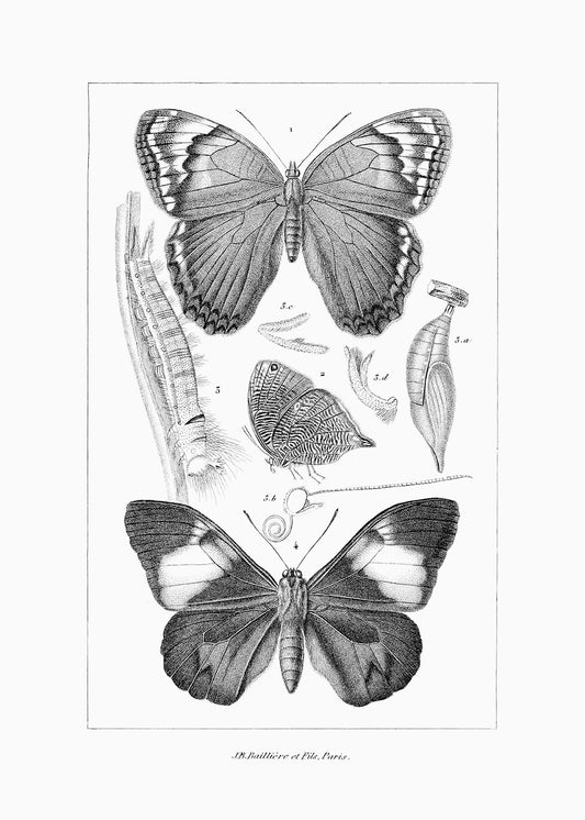 Butterfly Study 2