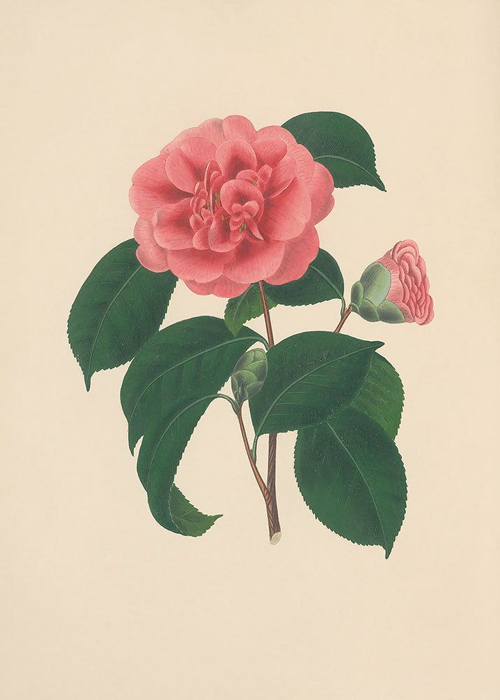 A charming print of a vintage camelia, part of a series of 4 prints.

Featuring pink, green, brown and vintage cream.
A museum-quality fine art print with a lightly textured, matt finish, using giclée printing techniques that won't fade.