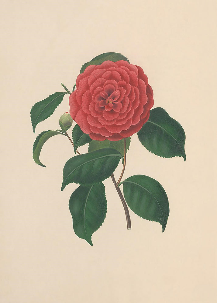 A charming print of a vintage camelia, part of a series of 4 prints.

Featuring pink, green, brown and vintage cream.
A museum-quality fine art print with a lightly textured, matt finish, using giclée printing techniques that won't fade.