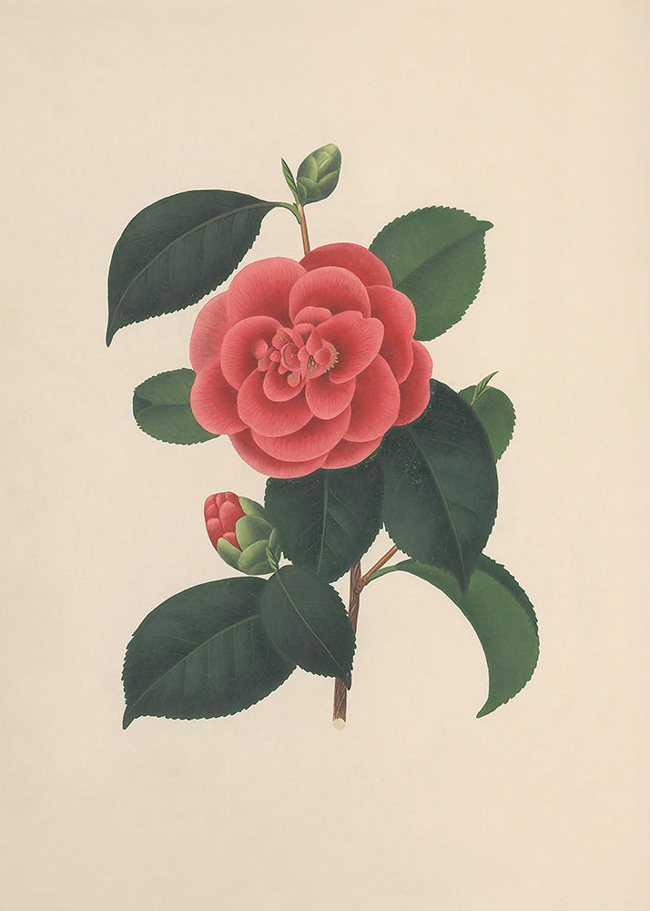Illustration of a red flower with green leaves on a beige background
