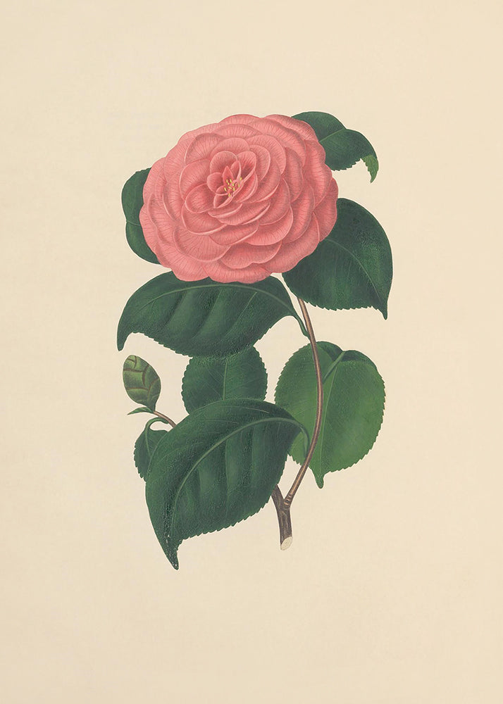 A charming print of a vintage camelia, part of a series of 4 prints.

Featuring pink, green, brown and vintage cream.
A museum-quality fine art print with a lightly textured, matt finish, using giclée printing techniques that won't fade.