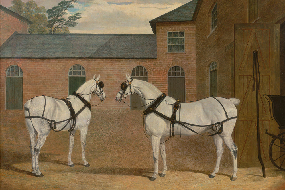 A vintage painting of 2 white horses and a carriage in front of a carriage house.