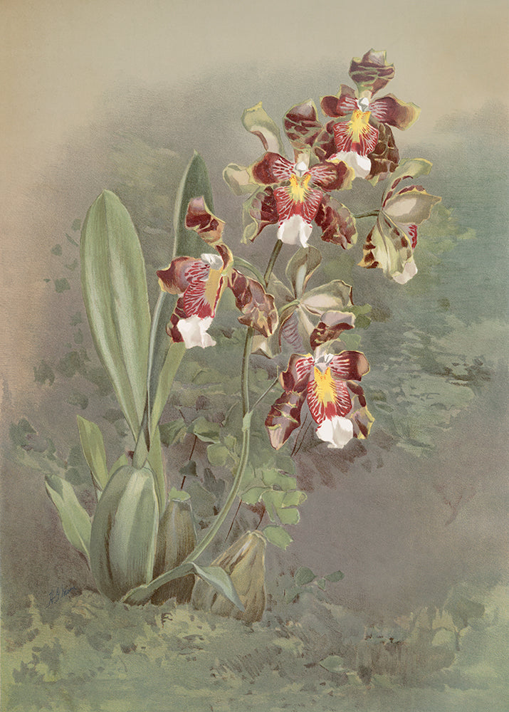 A beautiful vintage print of a claret orchid.

Featuring claret, rust, yellow, green, grey, blush, mauve and ivory.
A museum-quality fine art print with a textured, matt finish, using giclée printing techniques that won't fade.