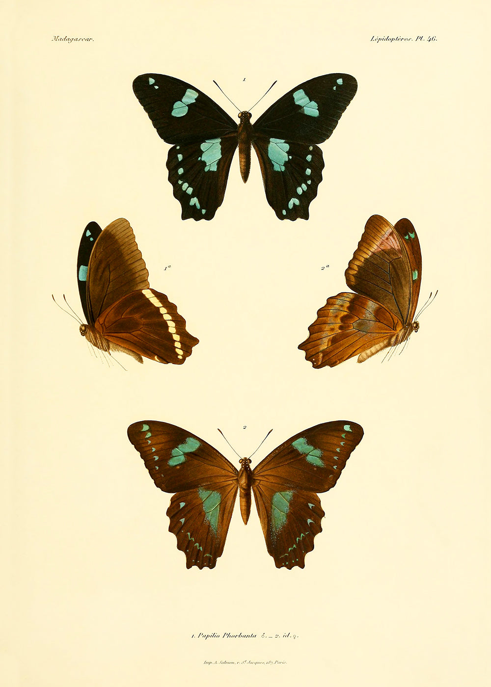 A traditional vintage butterfly study.