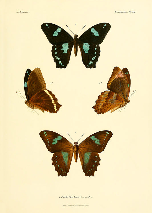 A traditional vintage butterfly study.