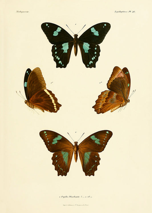 Butterfly Study