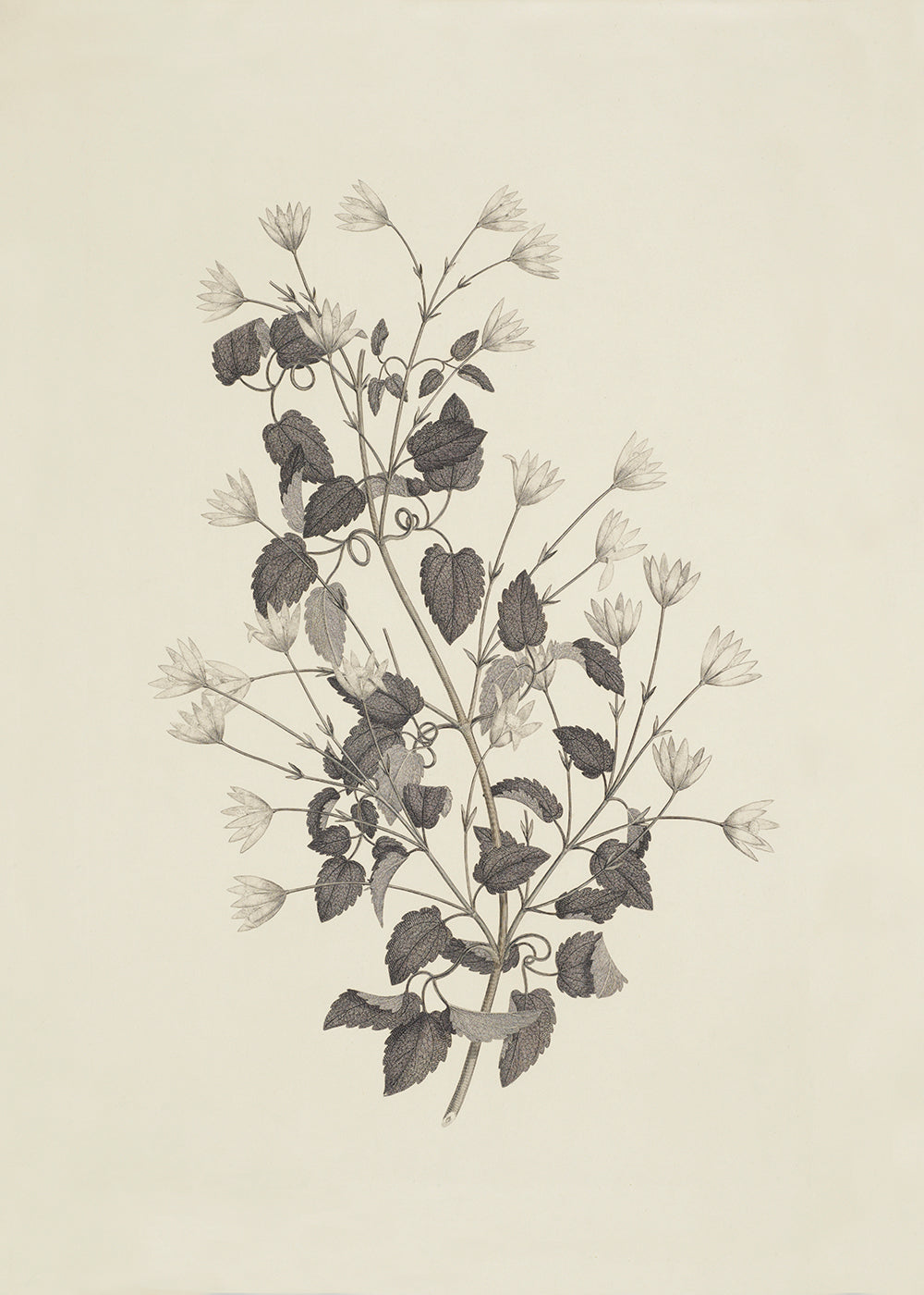 A delicate lithograph of pretty foliage. Part of a series.