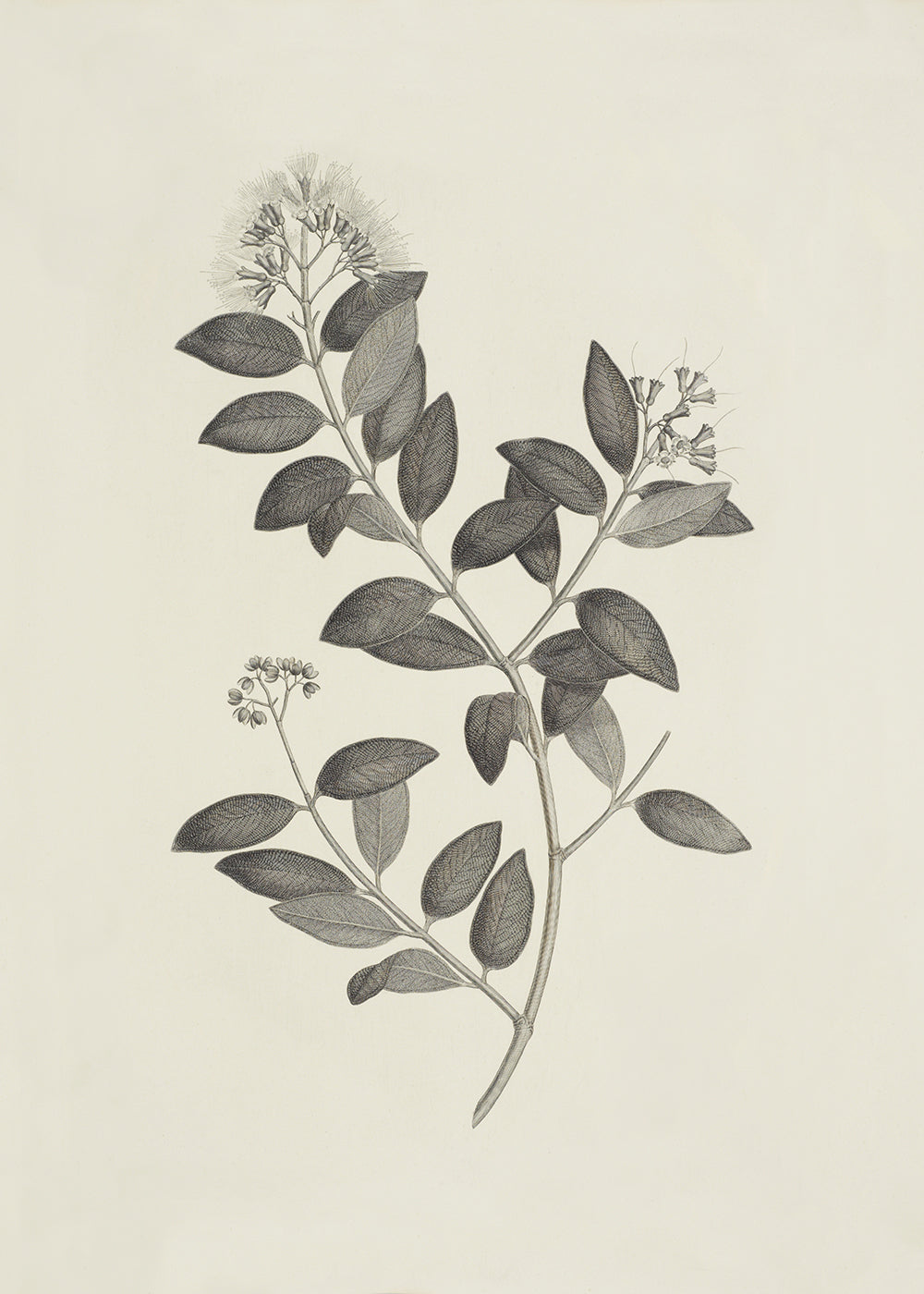 A delicate lithograph of pretty foliage. Part of a series.