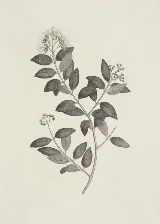 A delicate lithograph of pretty foliage. Part of a series.