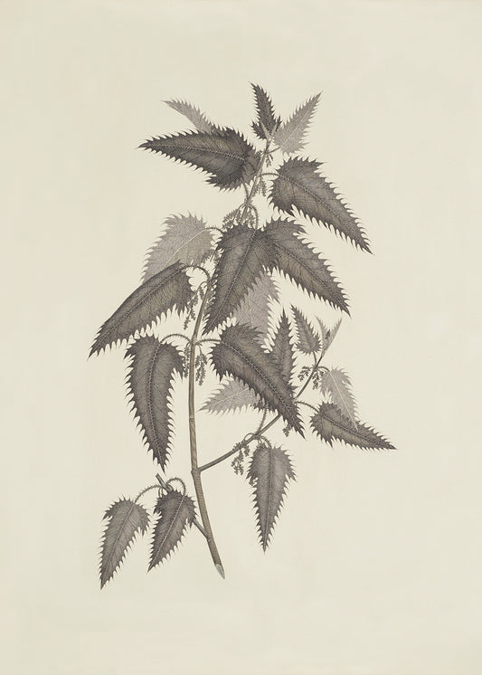 A delicate lithograph of pretty foliage. Part of a series.