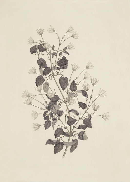 Creamy Foliage 1